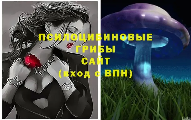 Галлюциногенные грибы Cubensis  Майкоп 