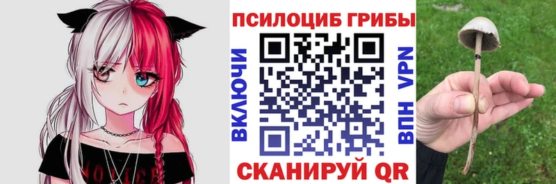 купить наркотики цена  ссылка на мегу как зайти  Галлюциногенные грибы прущие грибы  Майкоп 